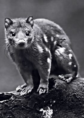 quoll animal nature