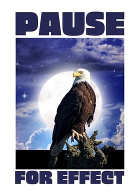 eagle Pause for effect 