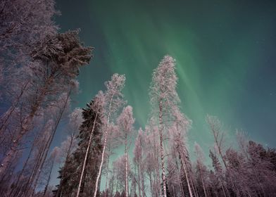 Snow Forest and Aurora