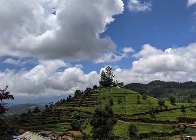 tea plantation