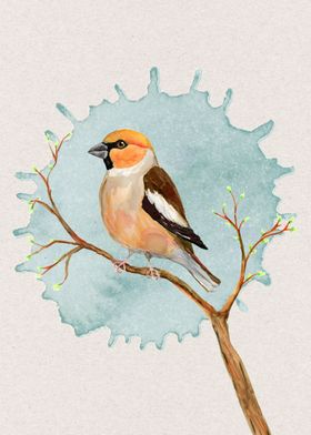 Hawfinch watercolor