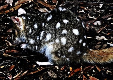 quoll animal nature