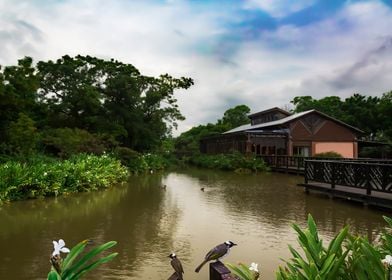 pond scenery