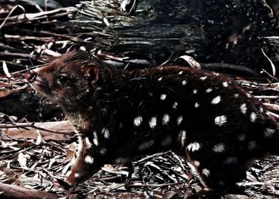 quoll animal