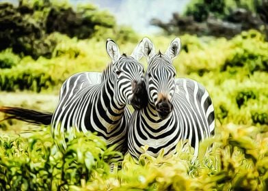 Zebra