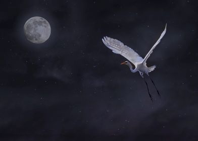 Egret at night 1