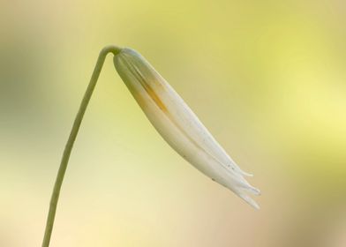 Trout lily wildflower