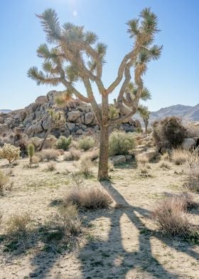 Joshua Tree National Park