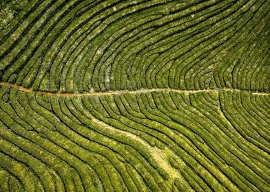 tea plantation