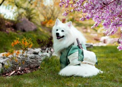 BEAUTIFUL WHITE DOG