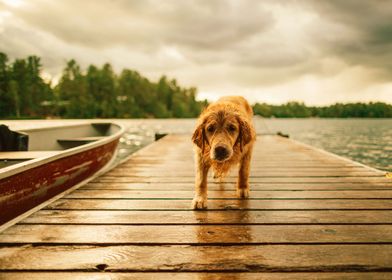 THE DOG AT THE LAKE