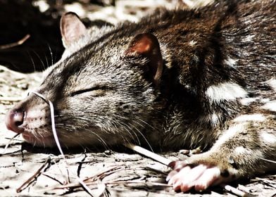 quoll animal