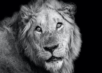 Lion Photography