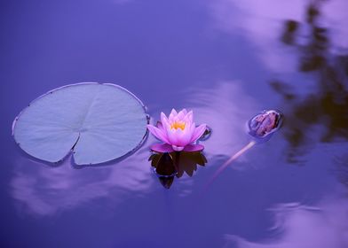 water lotus