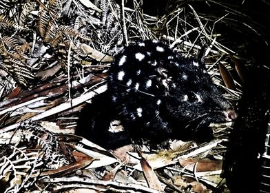 quoll animal