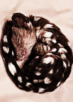 quoll animal