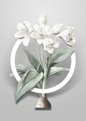 Crinum Giganteum Flower