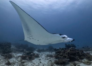 Manta Ray