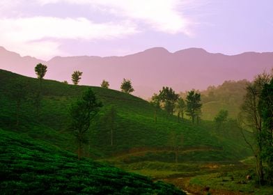 tea plantation