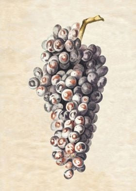 VINTAGE WHITE GRAPES