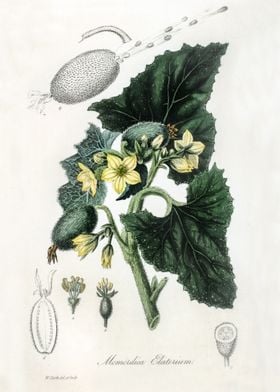 Momordica Elaterium