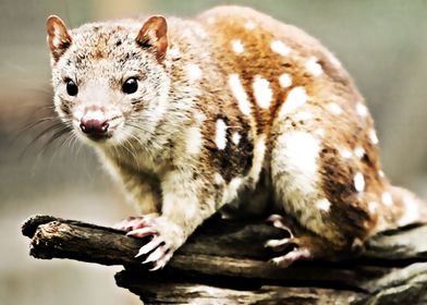 quoll animal