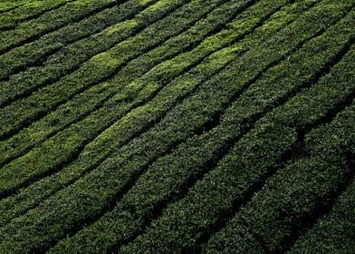 tea plantation