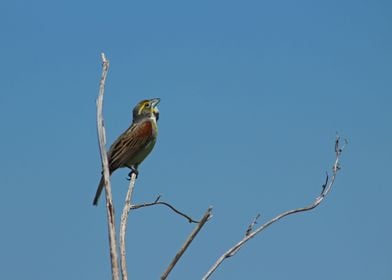 Dickcissel bird