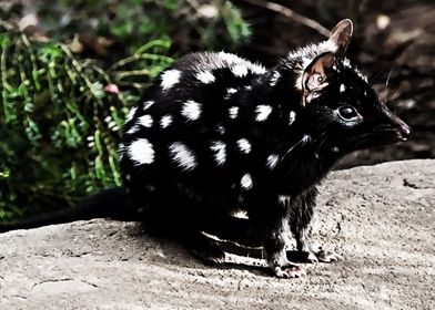 quoll animal