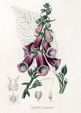 Foxglove Illustration