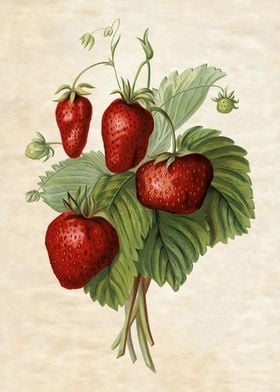 VINTAGE STRAWBERRIES