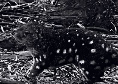 quoll animal