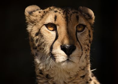 Wild Cheetah