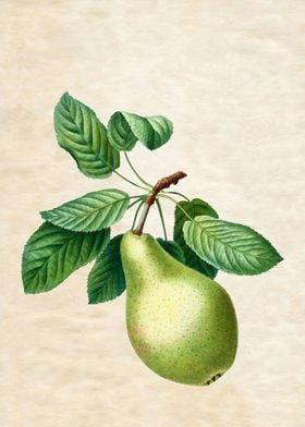 PEAR VINTAGE