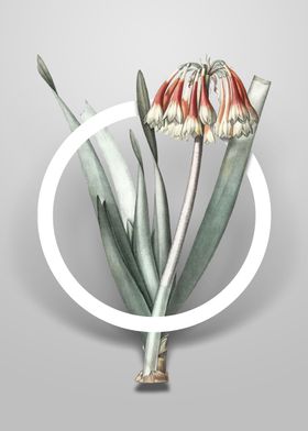 Vintage Knysna Lily Flower