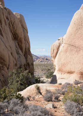 Joshua Tree Landscape View