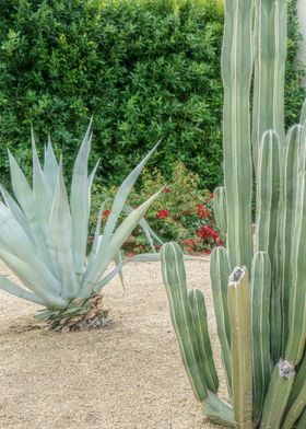 Palm Springs Plant Views