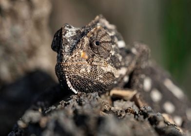 Mediterranean Chameleon