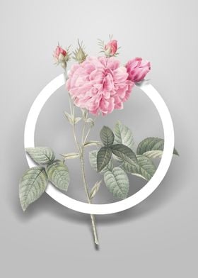 Pink Agatha Rose Flower