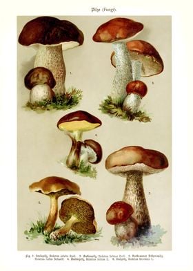 Classic Mushroom Fungi