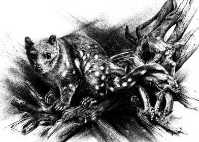 quoll cute ink