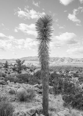 Joshua Tree Landscape