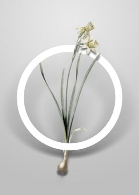 Narcissus Calathinus Art