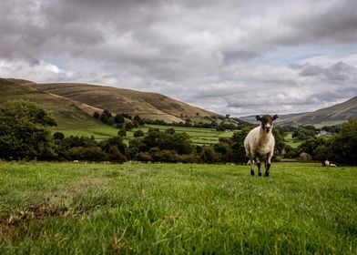 Sheep in the Hills