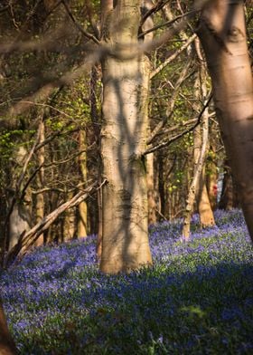 Bluebell Wood