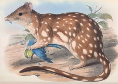 quoll cute 