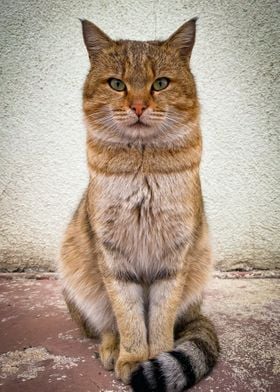 Cute orange cat