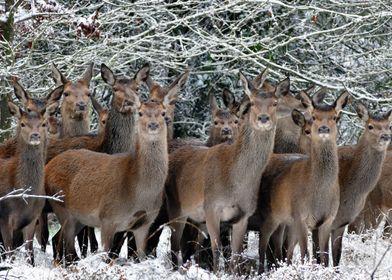 Herd of Deers