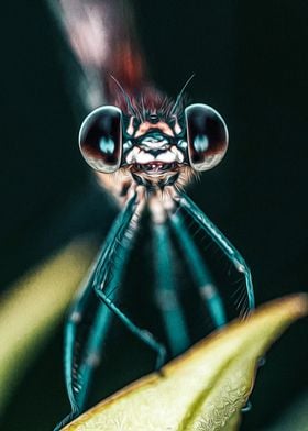 Dragonfly