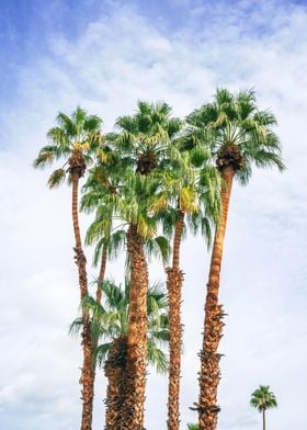 Palm Trees Palm Springs